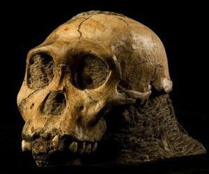 Australopithecus sediba